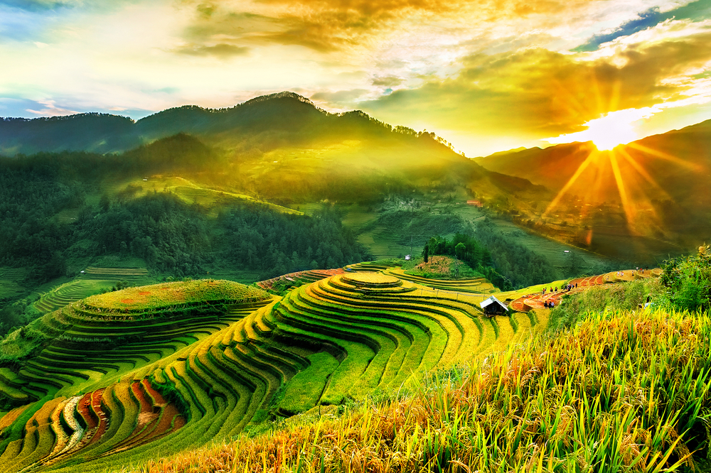 TOUR SAPA MÙA LÚA CHÍN