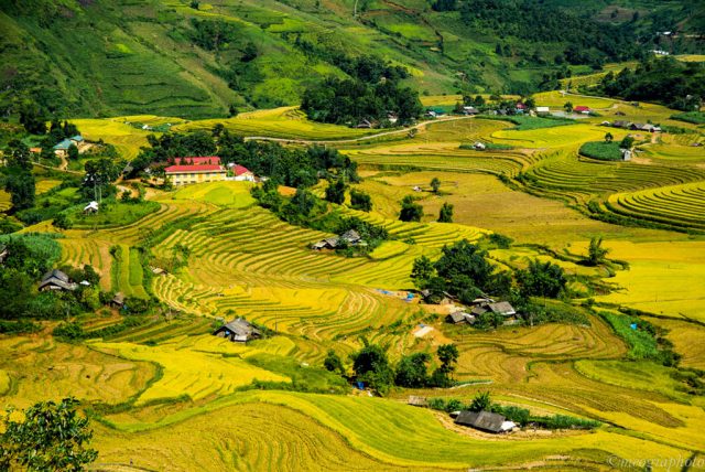 TOUR SAPA MÙA LÚA CHÍN