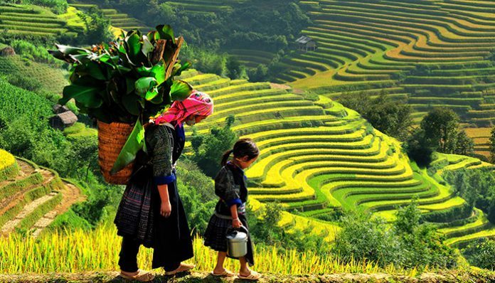 TOUR SAPA MÙA LÚA CHÍN
