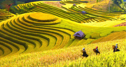TOUR SAPA MÙA LÚA CHÍN