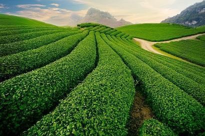 SAPA - LAI CHÂU - ĐIỆN BIÊN - MỘC CHÂU - MAI CHÂU